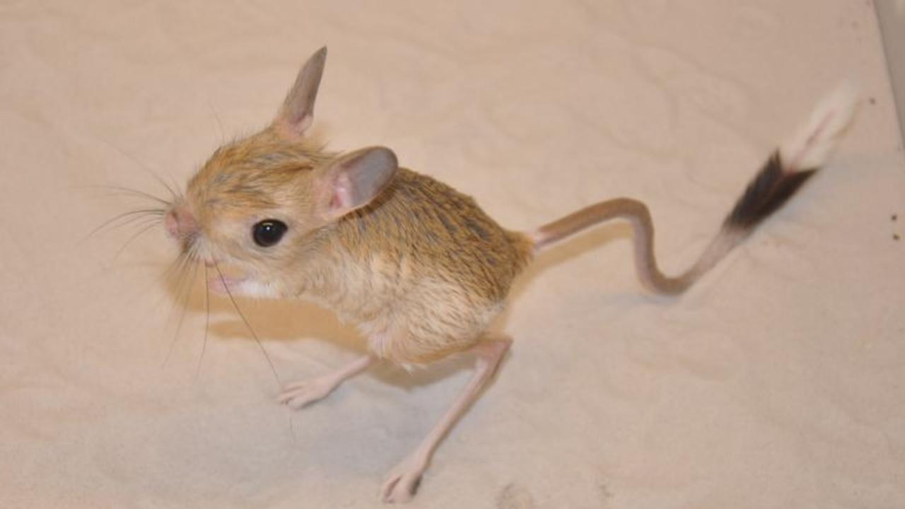 Egyptian Jerboa