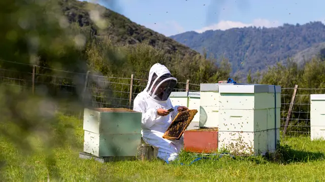 Selandia Baru merupakan satu-satunya negara di dunia yang memiliki definisi madu mānuka yang formal dan ilmiah.