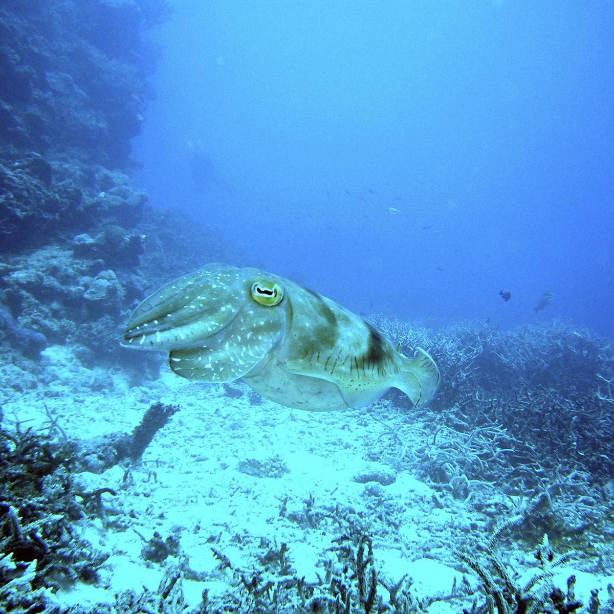 8 Hewan Laut Langka di Dunia, Ketahui Karakteristiknya