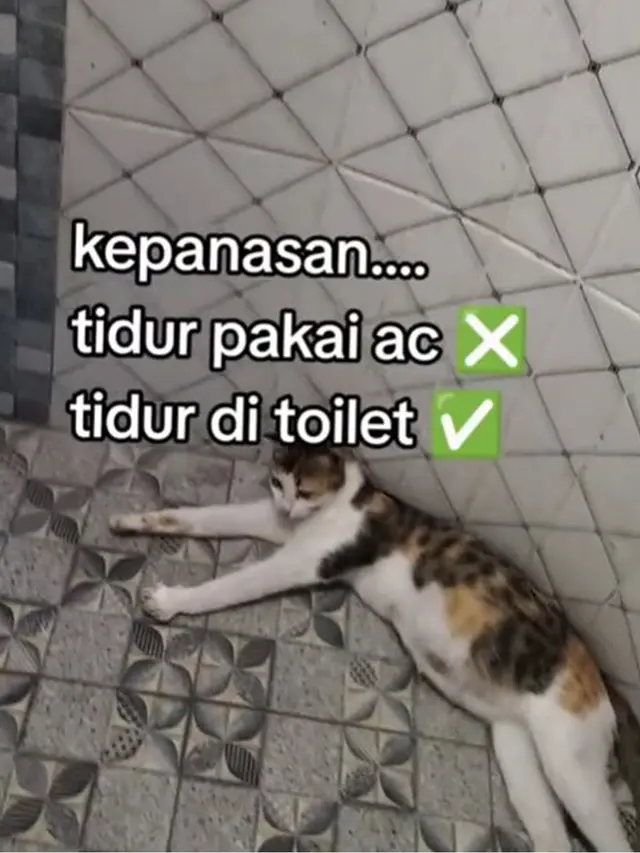 6 Potret Kucing Ngadem di Toilet Akibat Cuaca Panas, Santai Rebahan