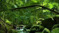 4 Hutan Tertua di Bumi, Ada yang Berusia hingga 390 Juta Tahun