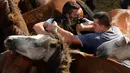 Dua pria berusaha menjinakkan kuda liar selama festival tradisional "Rapa das Bestas" di Desa Sabucedo, Spanyol, 7 Juli 2018. Ratusan kuda liar ditangkap dari pegunungan untuk dipangkas rambutnya kemudian ditandai. (AFP/MIGUEL RIOPAv)
