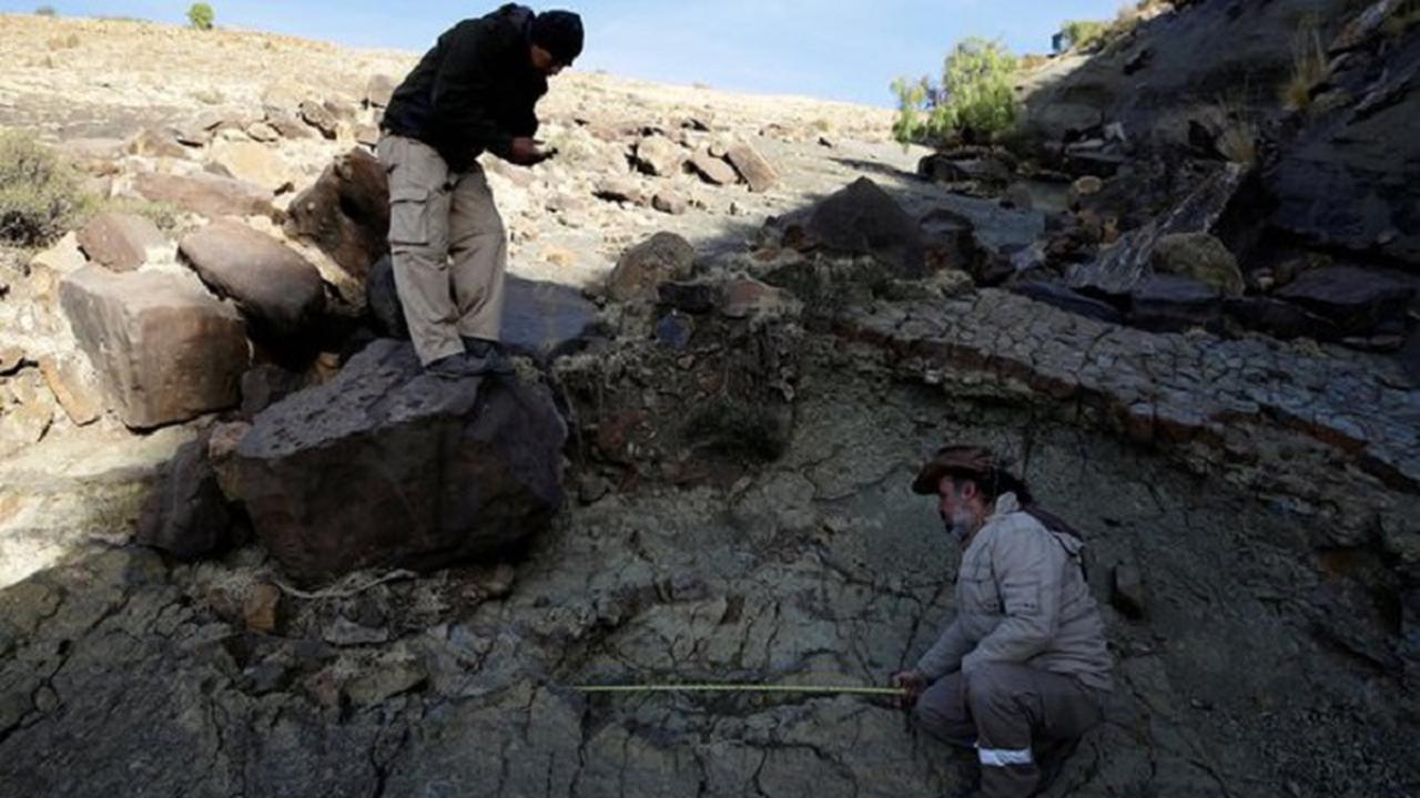 Ahli Paleontologi Argentina, Sebastian Apesteguia mengukur kembali temuan jejak kaki abelisaurus