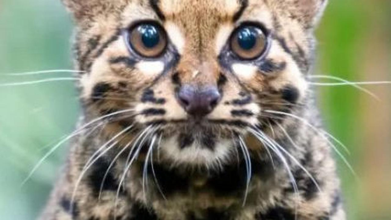 6. Kucing Batu (Pardofelis marmorata)