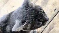 Tak Semua Makanan Manusia Boleh Dikonsumsi Kucing, Termasuk Coklat dan Kismis