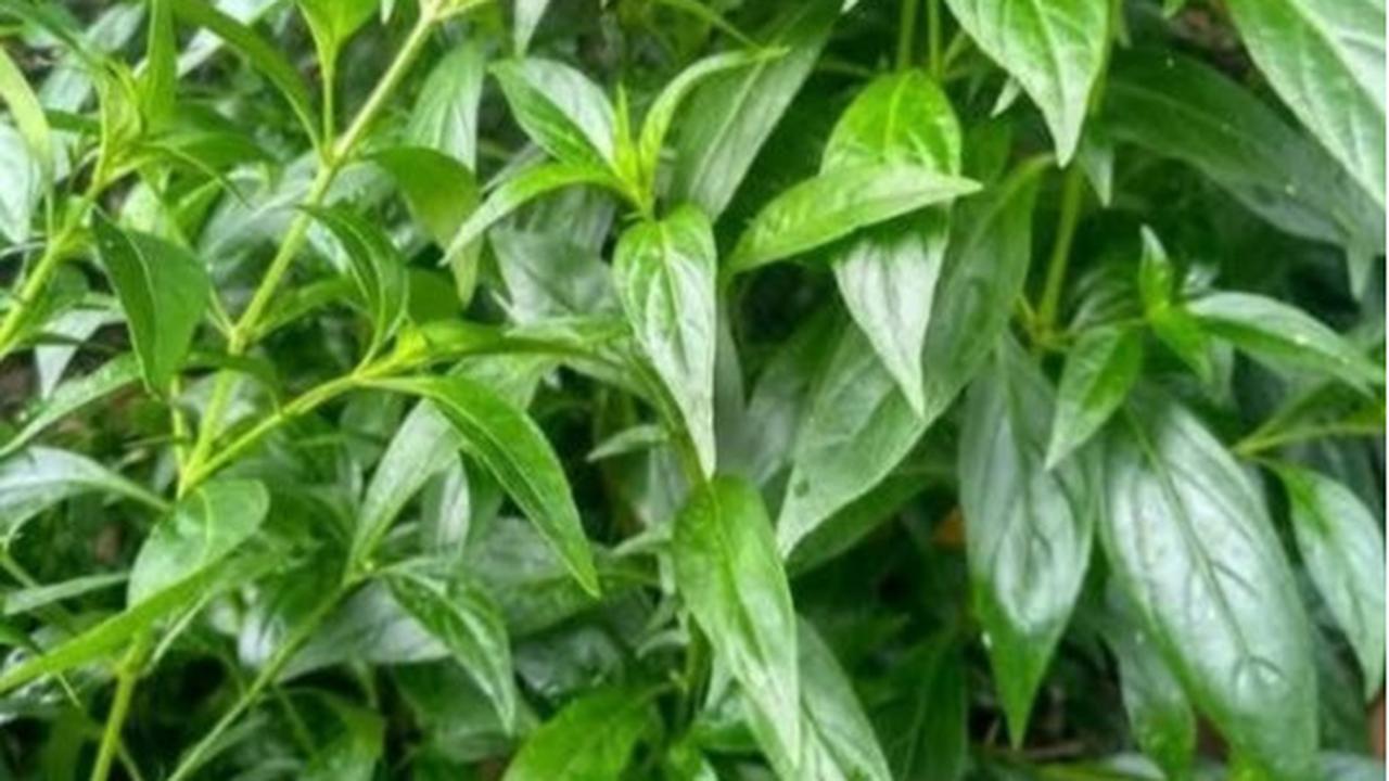 Daun Sambiloto