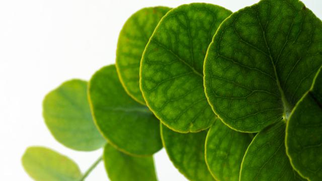 Ilustrasi daun bidara