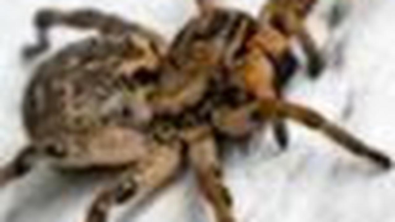 Tidak Membuat Jaring dan Berburu untuk Mencari Mangsa<br>