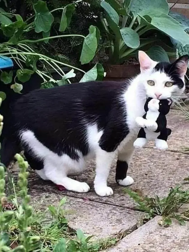 7 Potret Lucu Kucing Lagi Main dengan Benda Sekitar