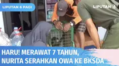 Kesedihan mewarnai pelepasan owa, satwa langka yang dirawat oleh Nurita sejak 7 tahun silam di Palangkaraya. Sadar hewan yang dilindungi itu sudah berusia dewasa, Nurita pun menyerahkannya ke BKSDA untuk dilepasliarkan.