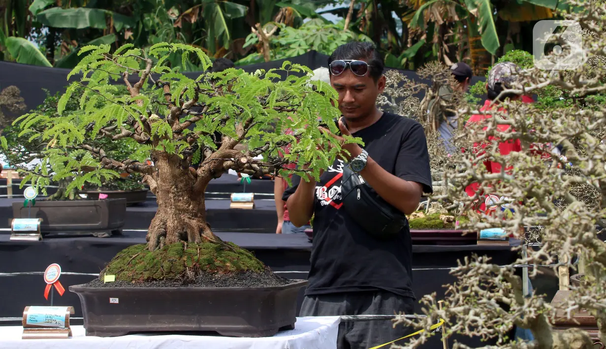Pengunjung melihat tanaman bonsai saat pameran dan kontes di Lapangan Bola Chikal, Tapos, Depok, Jawa Barat, Minggu (4/12/2022). Pameran dan kontes yang digelar oleh Perkumpulan Penggemar Bonsai Indonesia (PPBI) Cabang Depok tersebut diikuti 500 peserta. (merdeka.com/Arie Basuki)