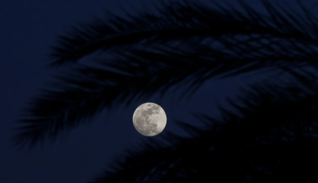 Bulan terbit di bawah pohon palem di Herzeliya, Selasa 30 Januari 2018. (AP Photo / Ariel Schalit)