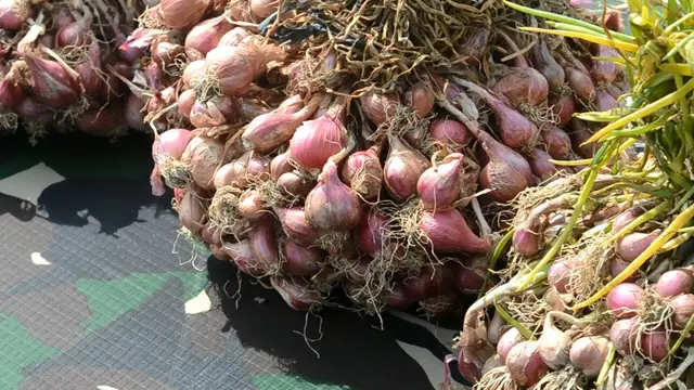 Panen raya bawang merah di lahan Batalyon Infantri 405/Surya Kusuma, Wangon, Banyumas, Jawa Tengah, Kamis (4/2/2021). (Foto: Liputan6.com/Muhamad Ridlo)