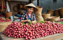 Cara Simpan Bawang Merah yang Benar, Simpel dan Efektif
