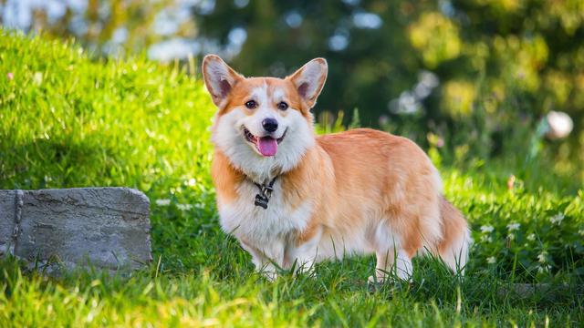 Pembroke Welsh Corgi