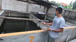 Seorang warga memberi pakan untuk ikan lele budidaya di Tangerang, Jumat (6/11/2020). Pemerintah setempat bersama warga memanfaatkan lahan untuk bubidaya ikan lele guna menggerakan ekonomi masyarakat di masa pandemi COVID-19. (Liputan6.com/Angga Yuniar)