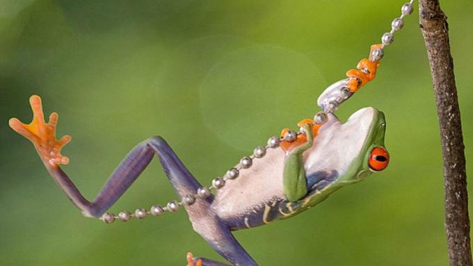 Memperkenalkan Prince Katak yang Suka Berayun Layaknya 