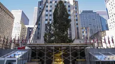 Pohon Natal Rockefeller Center 2020 diletakkan di Rockefeller Plaza, New York pada Sabtu (14/11/2020). Pohon cemara spruce Norwegia setinggi 75 kaki dan 11 ton tersebut berasal dari Oneonta untuk menyambut Natal 2020. (AP Photo/Craig Ruttle)