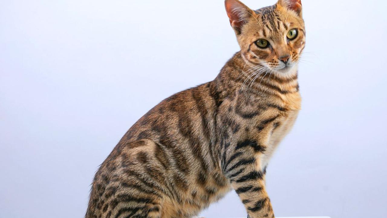 Karakteristik Kucing Bengal