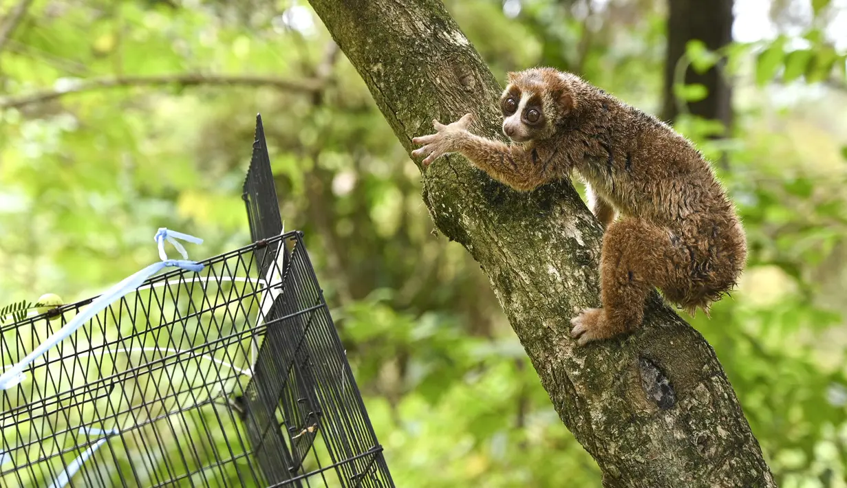 Kukang jawa dilepasliarkan ke alam liar oleh Badan Pelestarian Alam Indonesia (BKSDA) di hutan Jantho, Provinsi Aceh (26/8/2021). (AFP/Chaideer Mahyuddin)