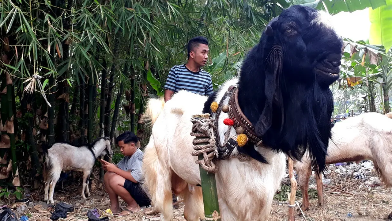 Kambing kurban super, jenis peranakan etawa di Pasar Karangpucung, Cilacap, Jawa Tengah. (Foto: Liputan6.com/Muhamad Ridlo)