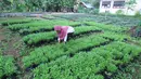 Petugas Dinas Ketahanan Pangan (DKP) Kota Tangerang merawat bibit tanaman di Tangerang, Banten, Rabu (4/11/2020). DKP Kota Tangerang menargetkan membagikan 486 ribu bibit tanaman hingga akhir November 2020 untuk warga melalui kecamatan di tengah pandemi COVID-19. (Liputan6.com/Angga Yuniar)