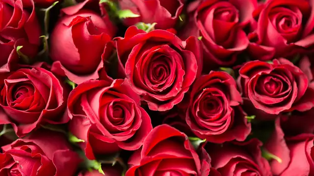 Ilustrasi Valentine Day