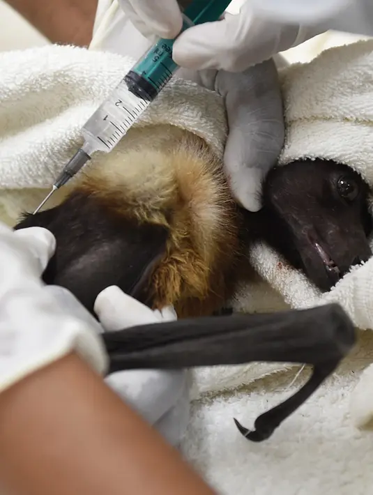 Seekor fruitbat atau sejenis kelelawar saat disuntik karena menderita dehidrasi di tengah meningkatnya suhu di Ahmedabad (24/5). Negara bagian Gujarat di India mengalami cuaca panas tinggi. (AFP Photo/Sam Panthanky)