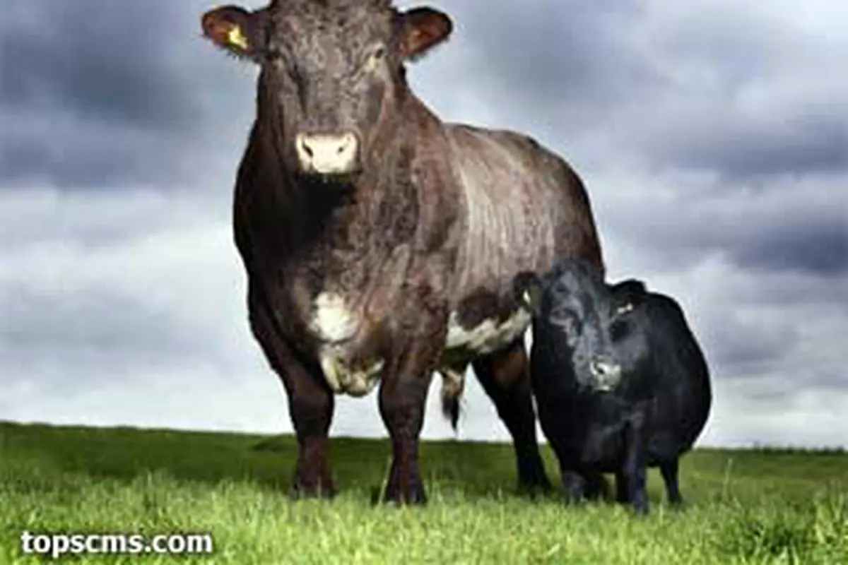 Sapi Terkecil di Dunia