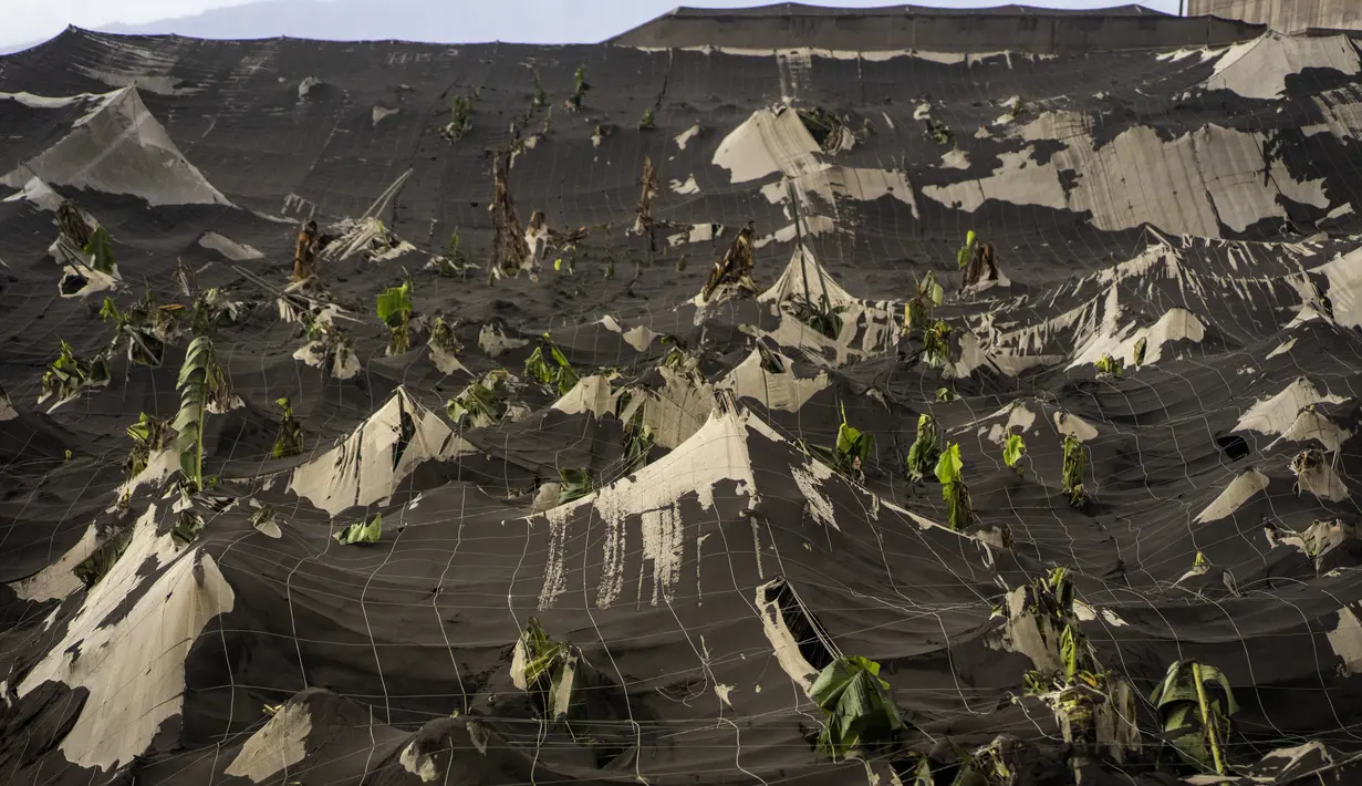 Kebun pisang terbengkalai dan tertutup abu dari gunung berapi Cumbre Vieja di pulau Canary La Palma, Spanyol, Rabu (27/10/2021). Penduduk di Pulau La Palma menghadapi kemungkinkan gempa yang lebih kuat yang bisa memperparah kerusakan oleh muntahan lava gunung tersebut. (AP Photo/Emilio Morenatti)