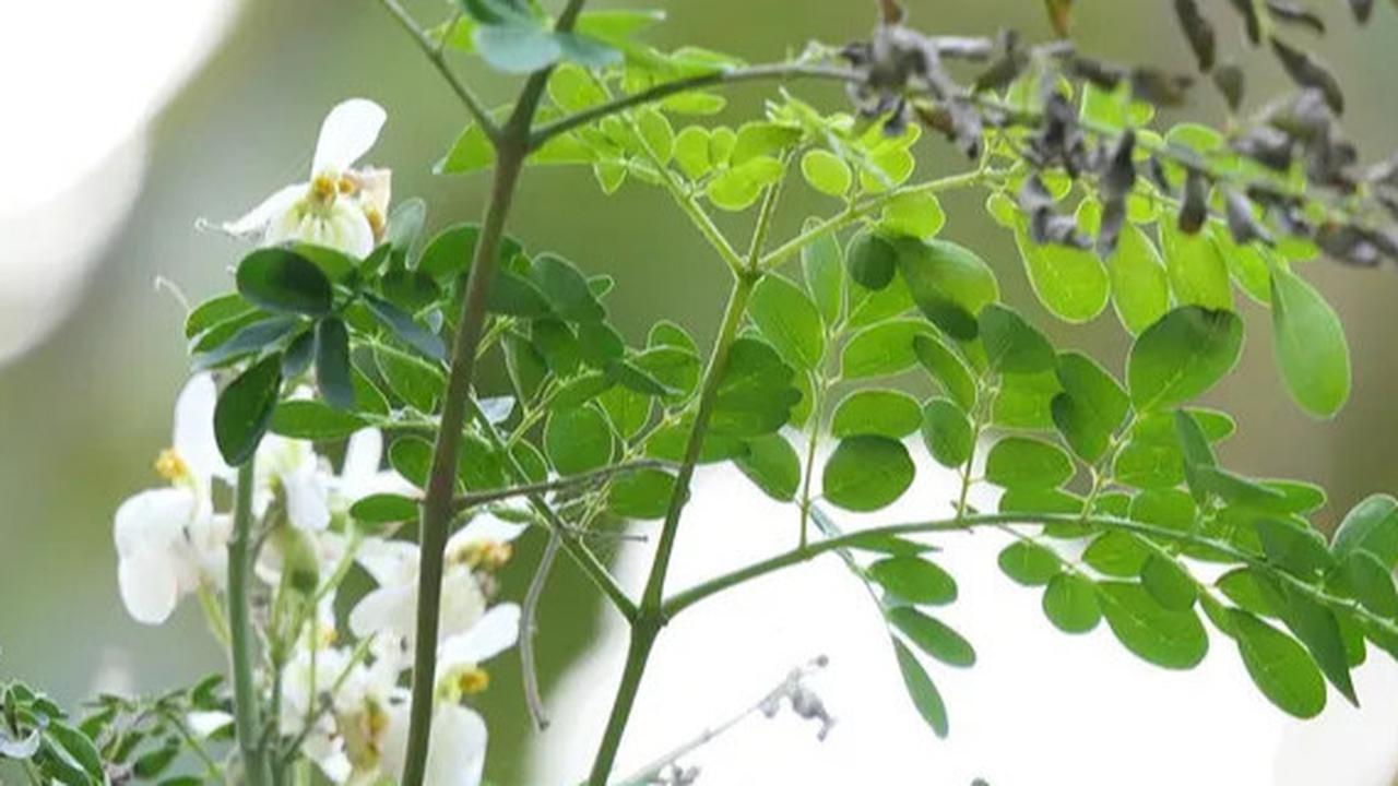 15 Khasiat Teh Daun Kelor, Rahasia Kesehatan dari 'Pohon Ajaib' untuk Menjaga Kebugaran Tubuh