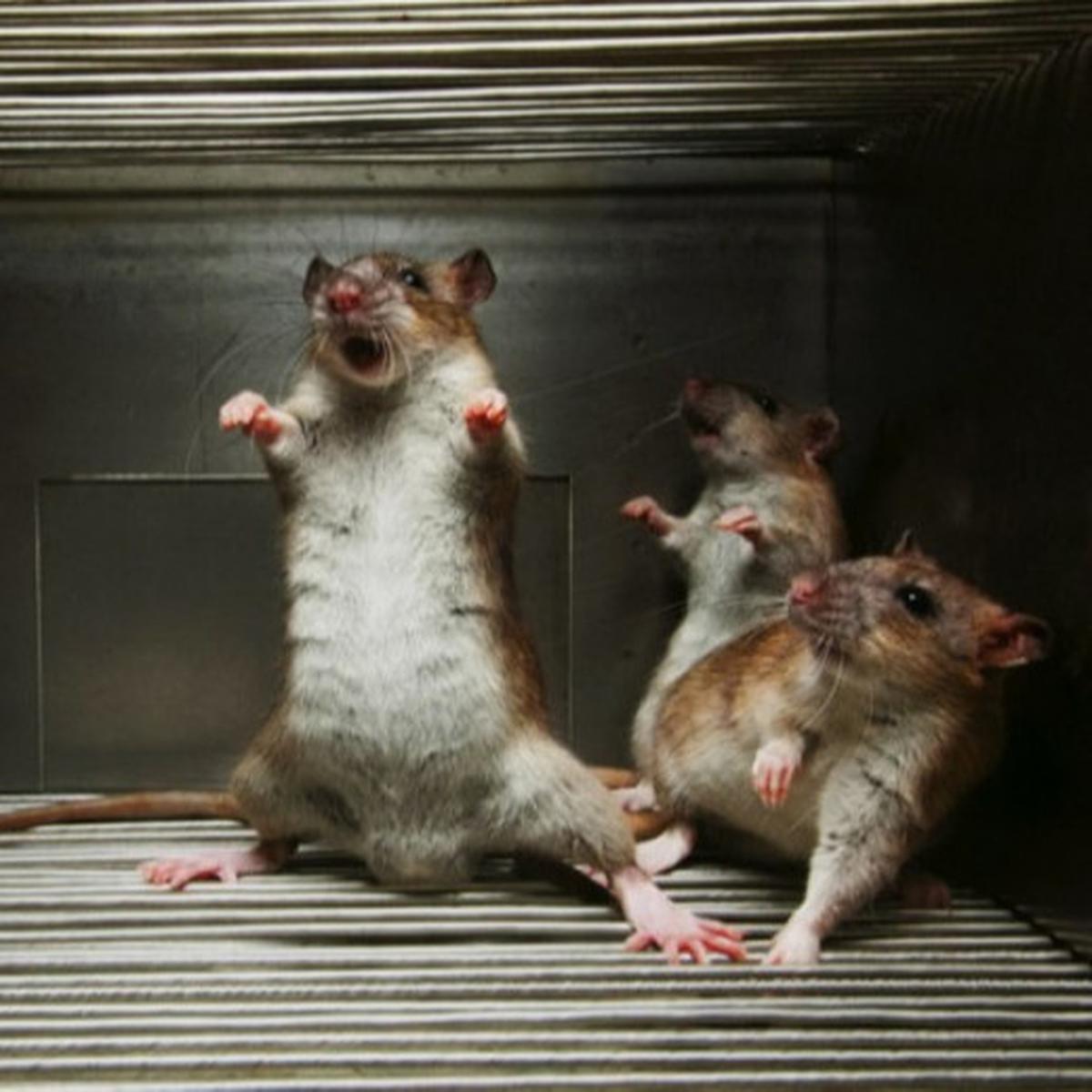 Ilustrasi tikus di rumah. Foto: Homeremedyhacks