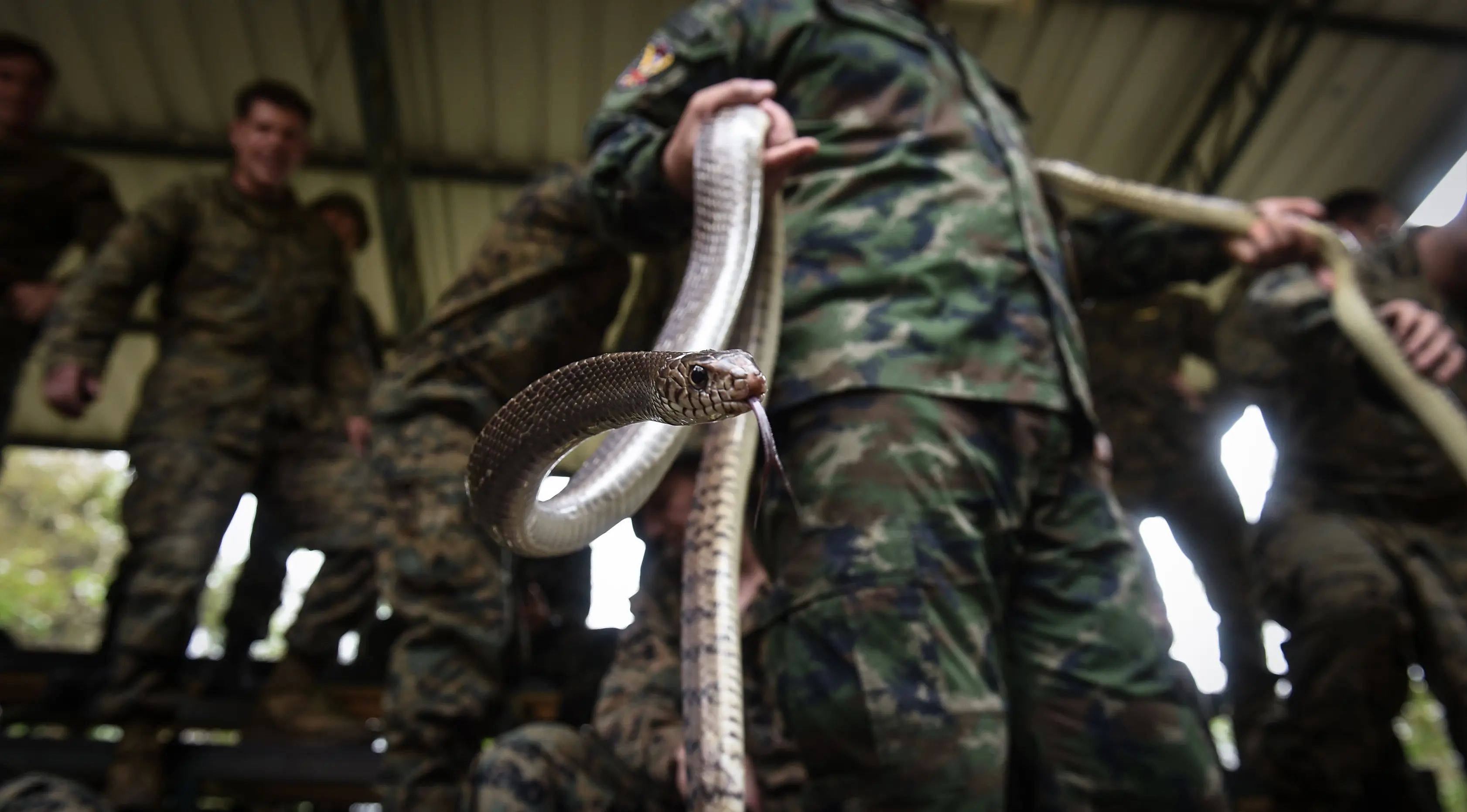 Marinir Thailand menunjukkan ular kobra yang digunakan saat latihan gabungan Cobra Gold di Chonburi, Thailand (19/2). Mereka diajarkan memakan hewan reptil seperti ular dan kadal hingga serangga untuk bertahan hidup di hutan.(AFP Photo/Lilian Suwanrumpha)