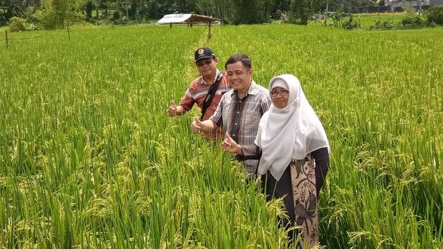 Khasiat Beras Bebas Cemas Ala Unsoed Purwokerto Regional Liputan6 Com