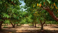 16 Jenis Pohon Buah yang Cocok Ditanam di Tanah Berpasir, Produktif di Lahan Kering