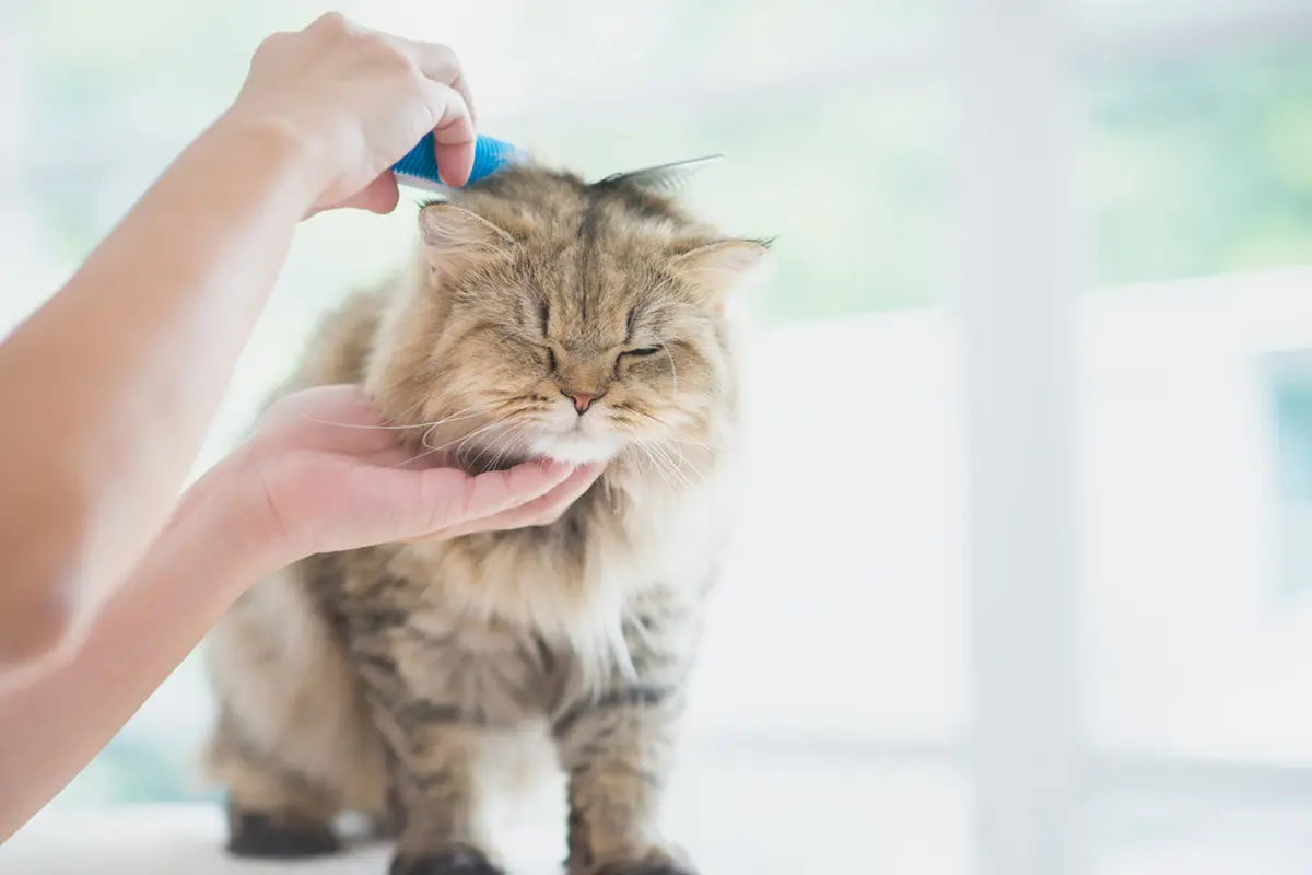 4 Perawatan Harian untuk Kucing Kesayangan, Biar Si Kecil Berbulu Tetap Cantik Menawan