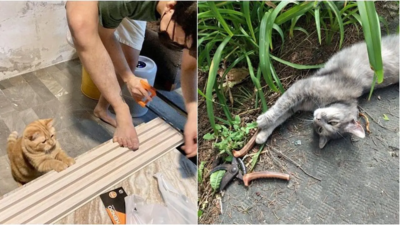 8 Potret Kucing saat Bantu Pemiliknya Kerja Ini Bikin Gemas