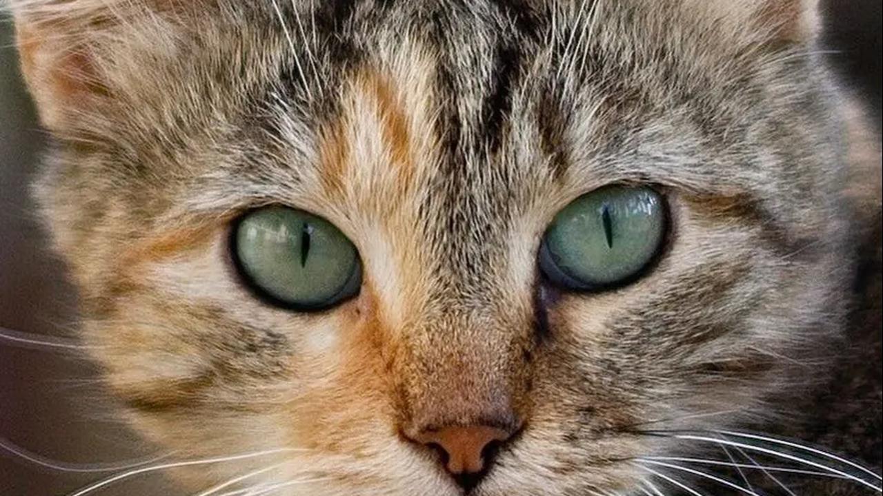 Sebagai umat Islam, kita dapat mengambil inspirasi dari kasih sayang Nabi Muhammad terhadap kucing Muezza.