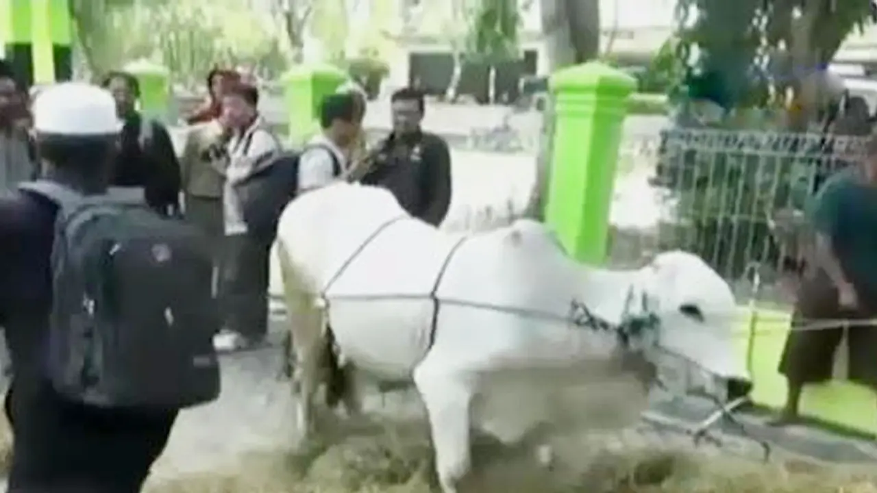 Tip Menyembelih Sapi