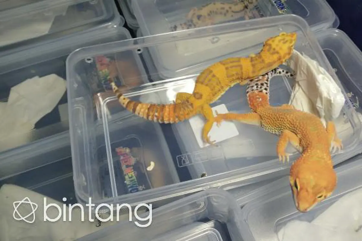 Leopard Gecko, Bukan Tokek Biasa