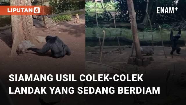 Ada-ada saja aksi usil siamang ini ketika mengganggu landak yang sedang berdiam diri