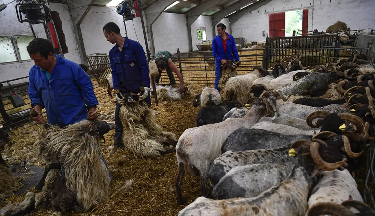 Sejumlah tukang cukur mencukur bulu kawanan domba di desa kecil Pyrenean, Bizkarreta, Spanyol, Sabtu (29/5/2021). Bulu domba dicukur sebelum musim panas agar tidak merasakan terlalu panas untuk hewan dengan bulu seperti mereka. (AP Photo/Alvaro Barrientos)