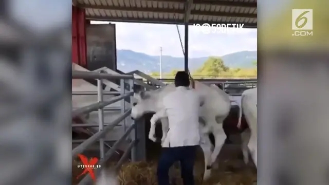 Sebuah rekaman menunjukkan detik-detik anak sapi menendang seorang pria karena menyiksa induknya.