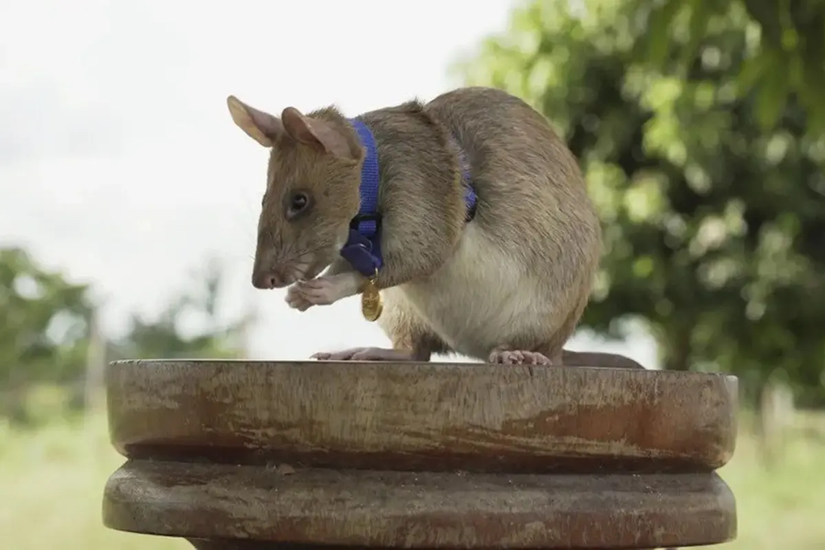 Foto arsip PDSA menunjukkan Magawa, tikus pendeteksi ranjau di Siem Reap, mengenakan PDSA Gold Medal setelah lima tahun membantu APOPO menemukan ranjau dan bahan peledak di Kamboja.