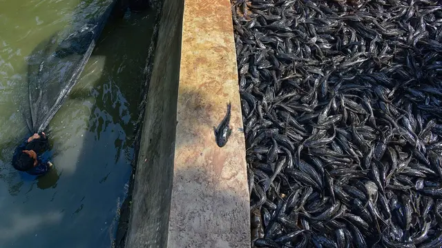 Petugas Sudin Ketahanan Pangan, Kelautan dan Pertanian Jakarta Selatan menangkap ikan sapu-sapu di kawasan Setu Babakan.