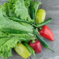 Ilustrasi Menanam Sawi/Photo by azerbaijan_stockers on Freepik