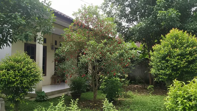 Ide Pohon Kecil yang Rimbun Tapi Akar Tetap Aman untuk Rumah Model Pohon Kersen