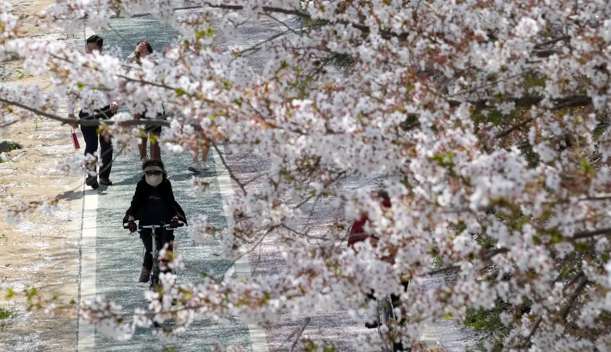 Saat musim semi tiba, bunga sakura akan bermekaran di seluruh penjuru Korea Selatan. (AP Photo/Ahn Young-joon)