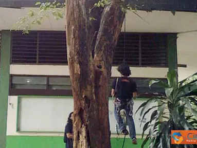 Citizen6, Jakarta: anggota UKM caterva selalu berlatih memanjat dengan sarana pohon angsana yang berada didepan ruangan UKM Caterva (Pengirim: kelompok 23)