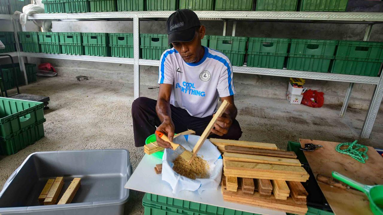 FOTO: Budidaya Maggot Bantu Warga Terdampak PHK di Depok